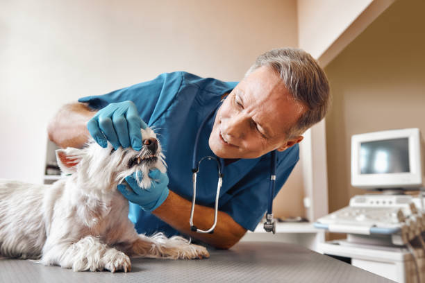 Best Root Canal Emergency Dentist  in Lamesa, TX